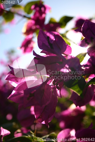 Image of Purple flowers