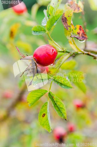 Image of Raindrops on the hips   berries