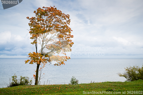 Image of Maple with fallen down leaves on seacoast