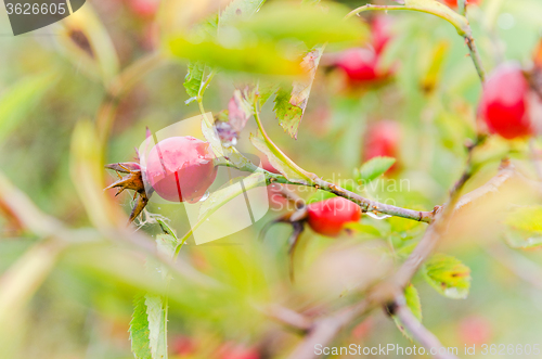 Image of Raindrops on the hips   berries