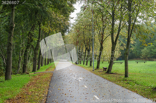 Image of Alley with fallen leaves in autumn park