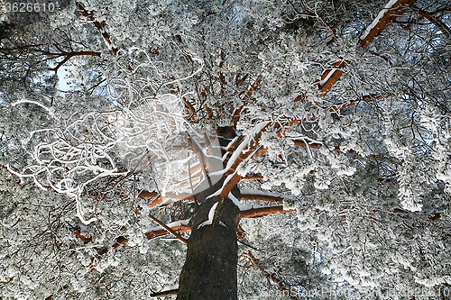 Image of snowy pine-tree