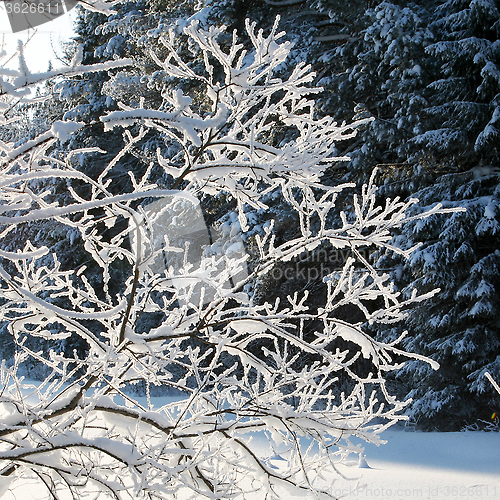 Image of snowy tree