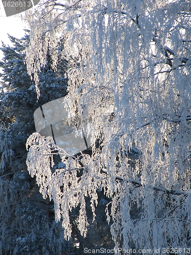 Image of snowy tree