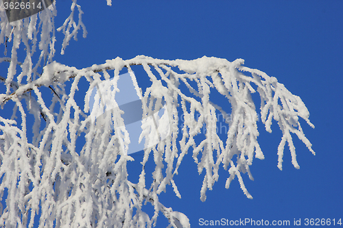 Image of snowy tree