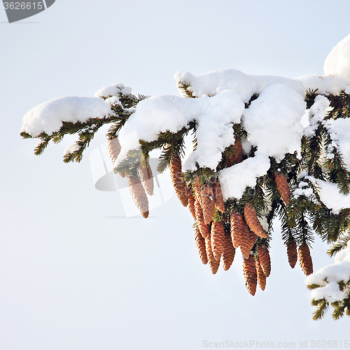 Image of fir tree, cones, snow, winter.