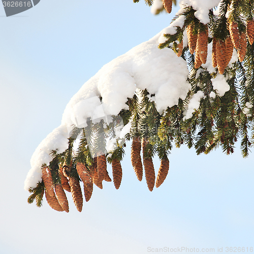 Image of fir tree, cones, snow, winter.