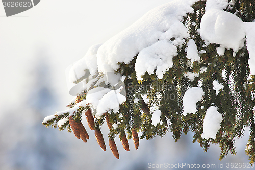 Image of fir tree, cones, snow, winter.