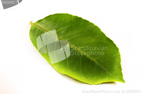 Image of Green leaf photographed 