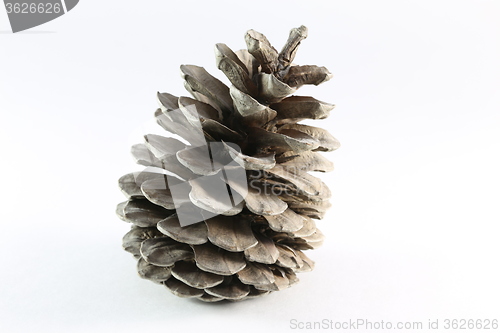 Image of cones of coniferous trees 