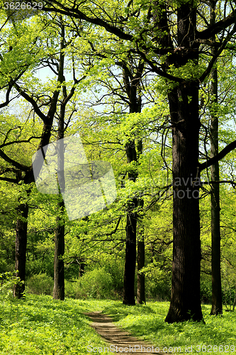 Image of beautiful trees photographed