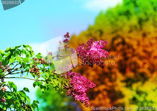 Image of Beautiful lilac flowers  