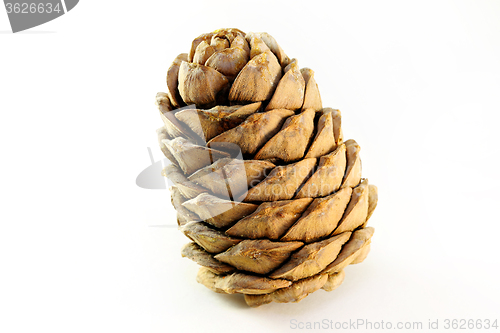 Image of cones of coniferous trees 