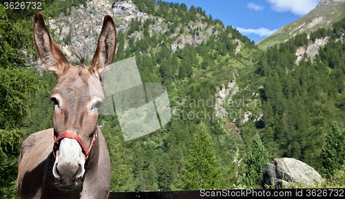 Image of Donkey close up