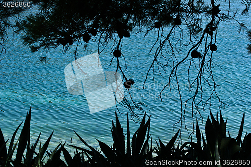 Image of Trees at the coast line in   Peloponese in Greece