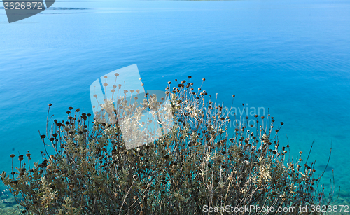 Image of Trees at the coast line in   Peloponese in Greece