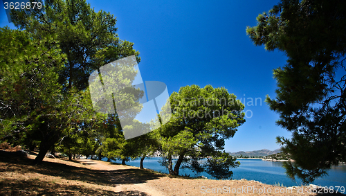 Image of Trees at the coast line in   Peloponese in Greece