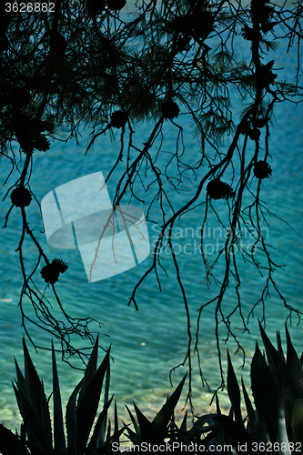 Image of Trees at the coast line in   Peloponese in Greece