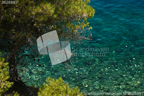 Image of Trees at the coast line in   Peloponese in Greece