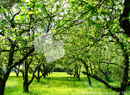 Image of orchard