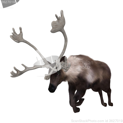 Image of Caribou