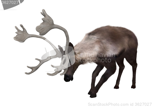 Image of Caribou