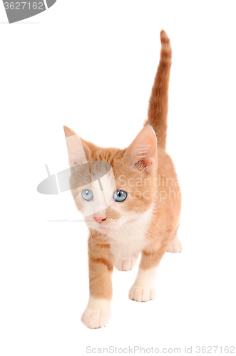 Image of White and Orange Kitten