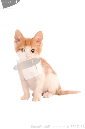 Image of Orange and White Kitten
