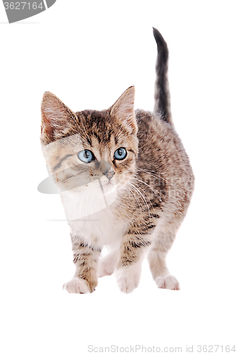 Image of Tabby and white kitten