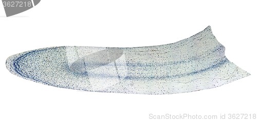 Image of Corn root tip micrograph