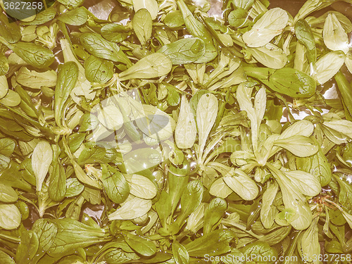 Image of Retro looking Green salad vegetables