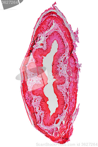 Image of Epithelium micrograph