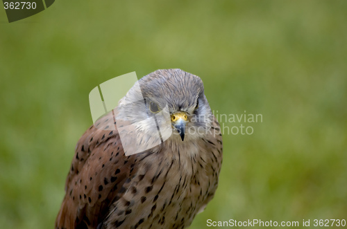 Image of kestrel