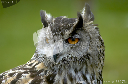 Image of eagle owl