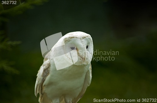 Image of snowy owl