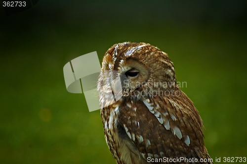 Image of tawny owl