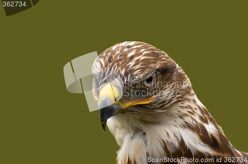 Image of Hawk