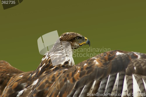 Image of Hawk