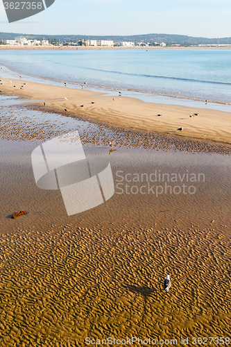 Image of abstract in morocco  ocean wave and  bird