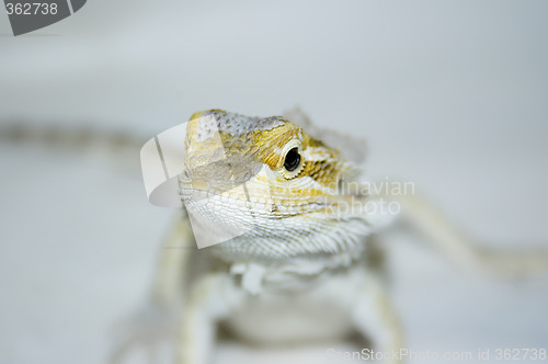 Image of bearded dragon