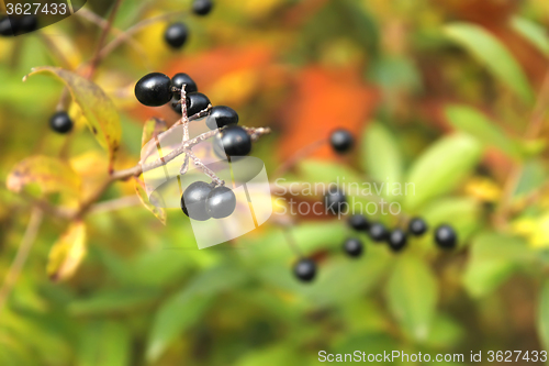 Image of Berries of Common Privet in autumn