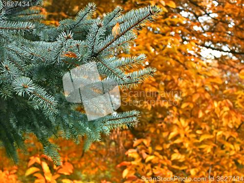 Image of Branch of blue spruce in autumn