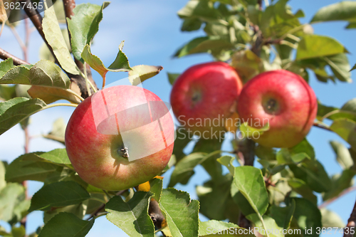 Image of Red apples hanging on a branch