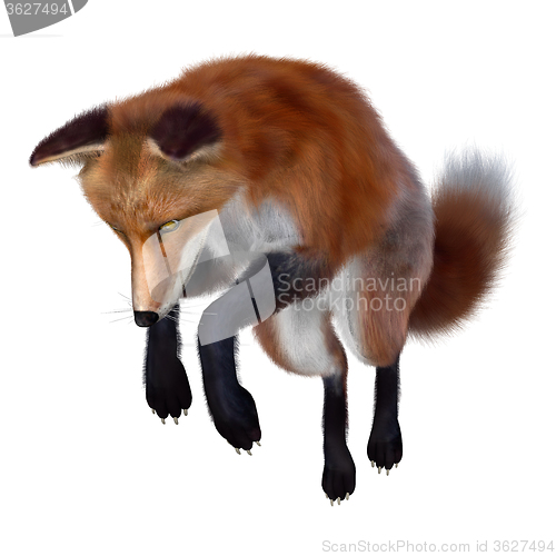 Image of Red Fox