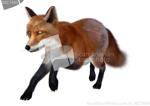 Image of Red Fox