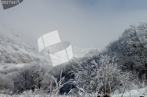 Image of Winter Landscape