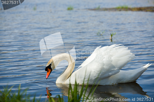 Image of Mute swan, Cygnus, single bird on water