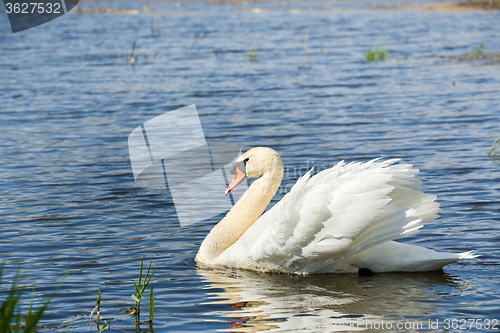 Image of Mute swan, Cygnus, single bird on water