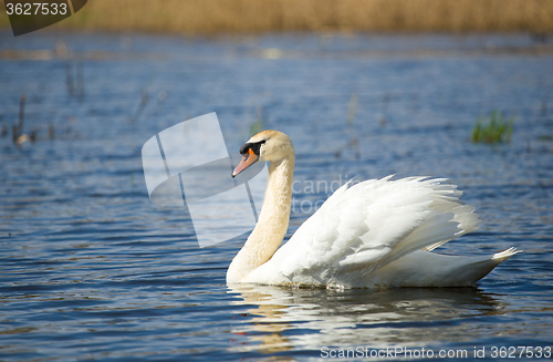 Image of Mute swan, Cygnus, single bird on water