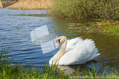 Image of Mute swan, Cygnus, single bird on water